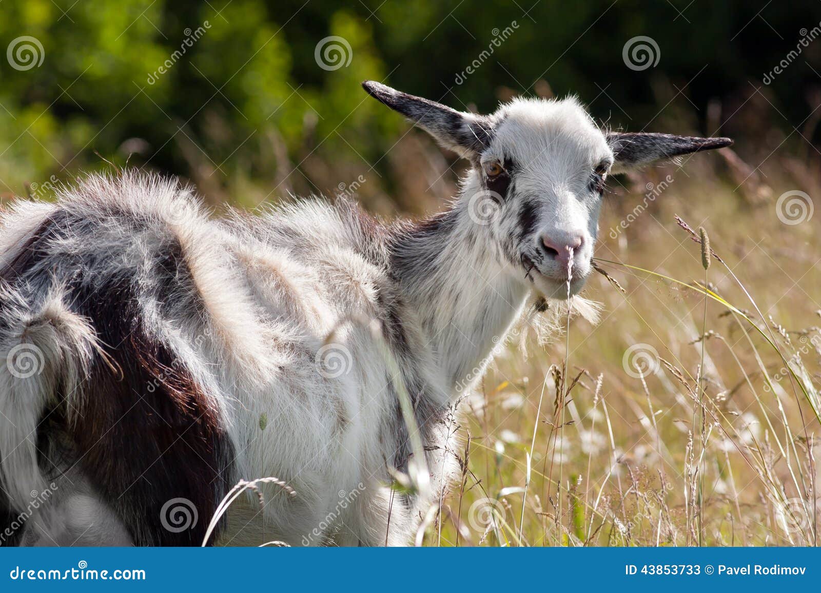 Hornless goat stock image. Image of rural, nature, animals 43853733