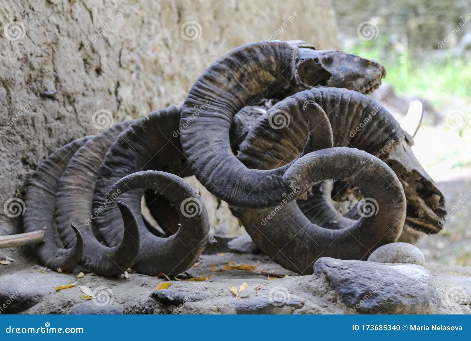 Horns and Skulls of Sheeps Marco Polo and Capricorns in a Mazar in the  Pamir Mountains Stock Photo - Image of ammon, panj: 173685340