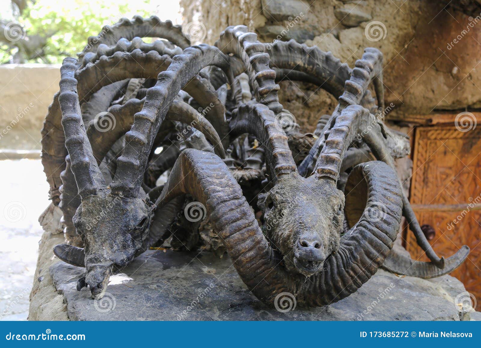 Horns and Skulls of Sheeps Marco Polo and Capricorns in a Mazar in the  Pamir Mountains Stock Photo - Image of goat, horned: 173685272