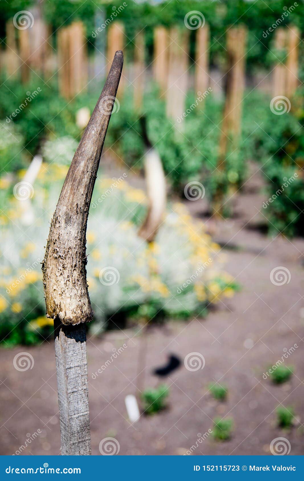 Horns on Stick in Exotic Garden Stock Image Image of grass, exotic