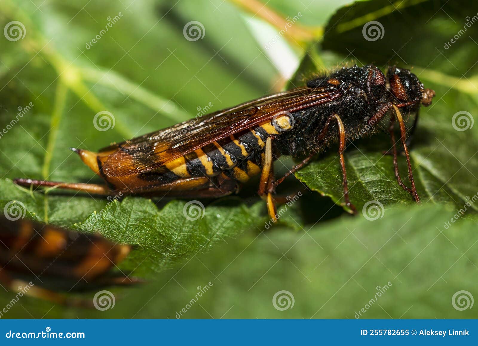 A Horntail Beetle on a Leaf Stock Image Image of colored, bumblebee