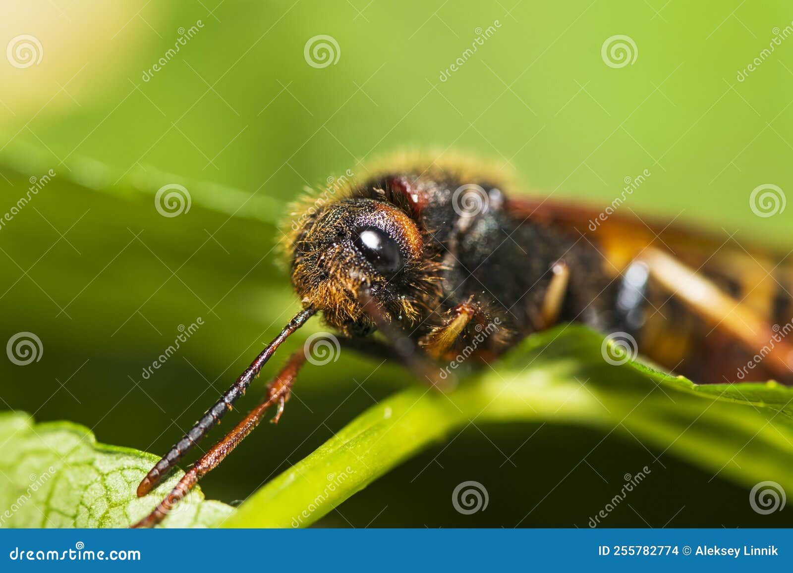 A Horntail Beetle on a Leaf Stock Photo Image of insect, pollen