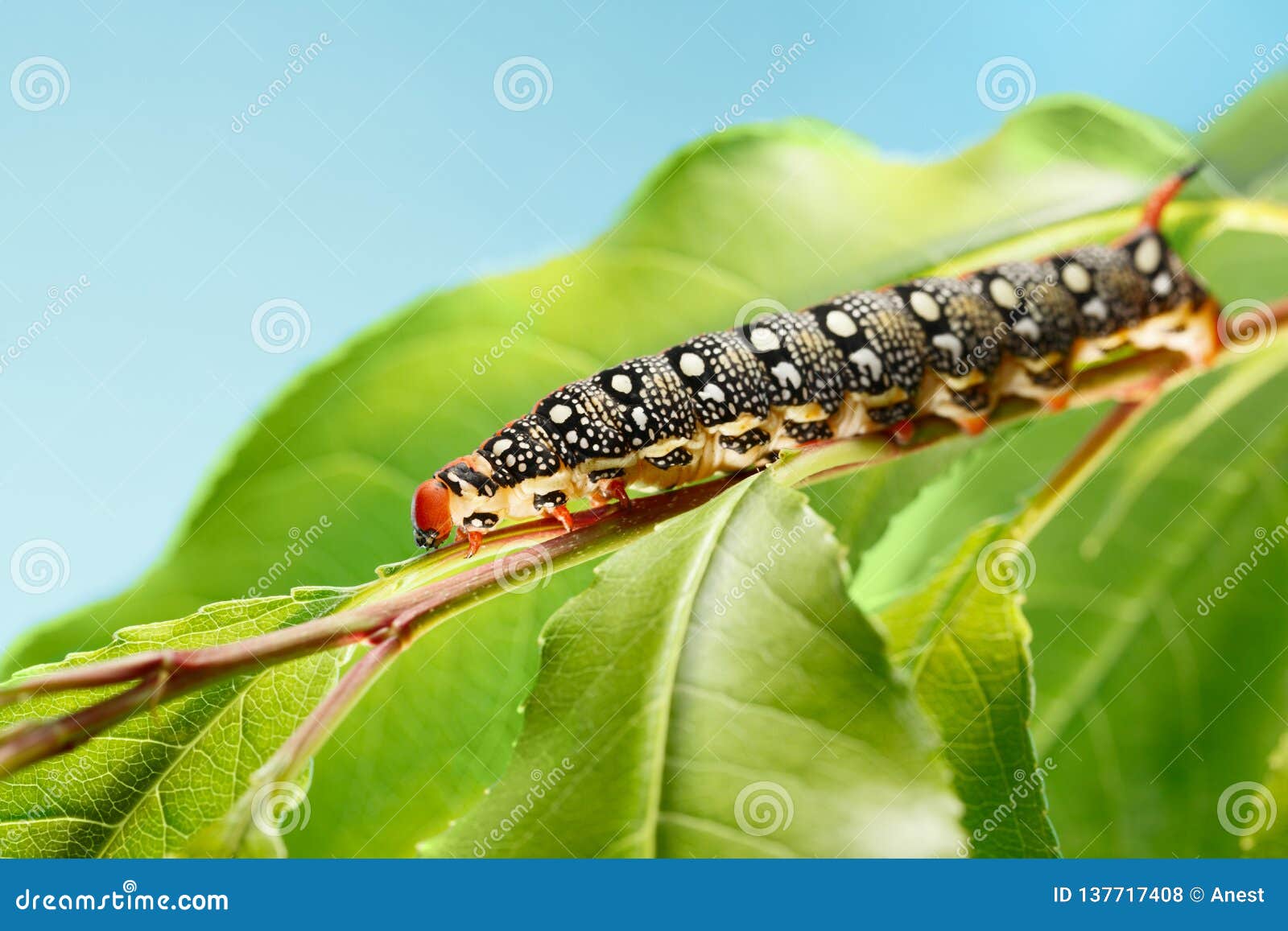 download hornworm caterpillar download hornworm caterpillar