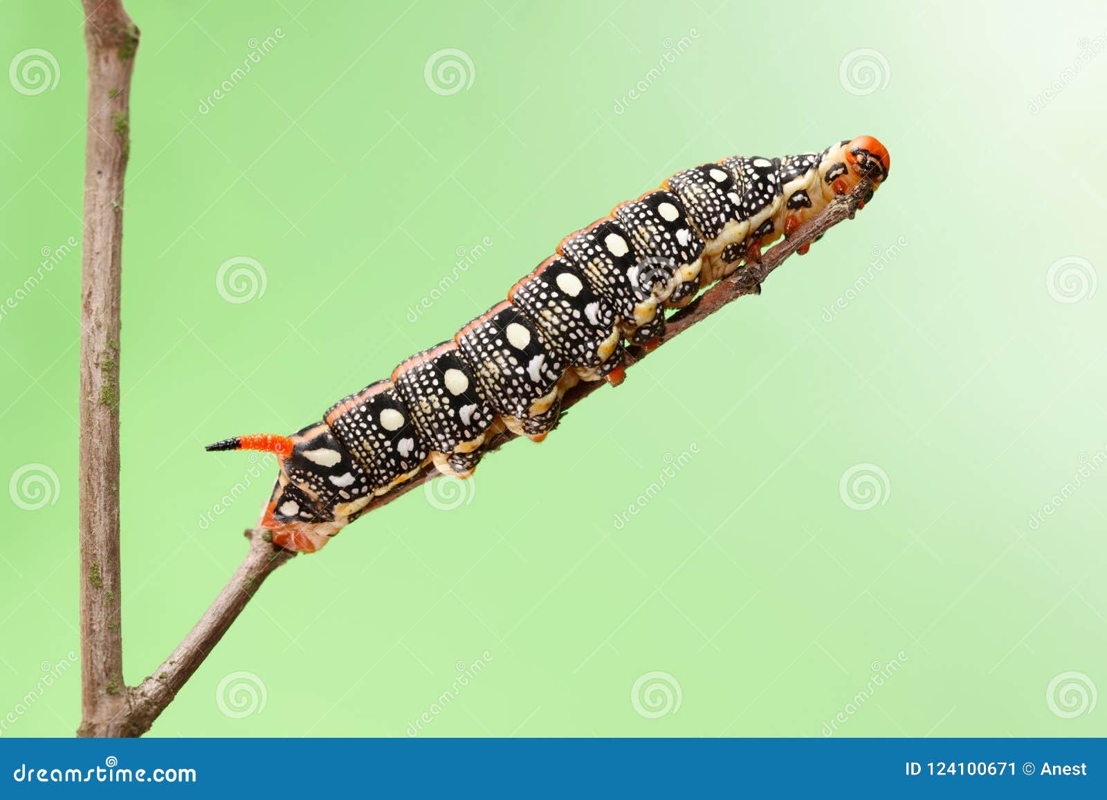 download tobacco hornworm download tobacco hornworm
