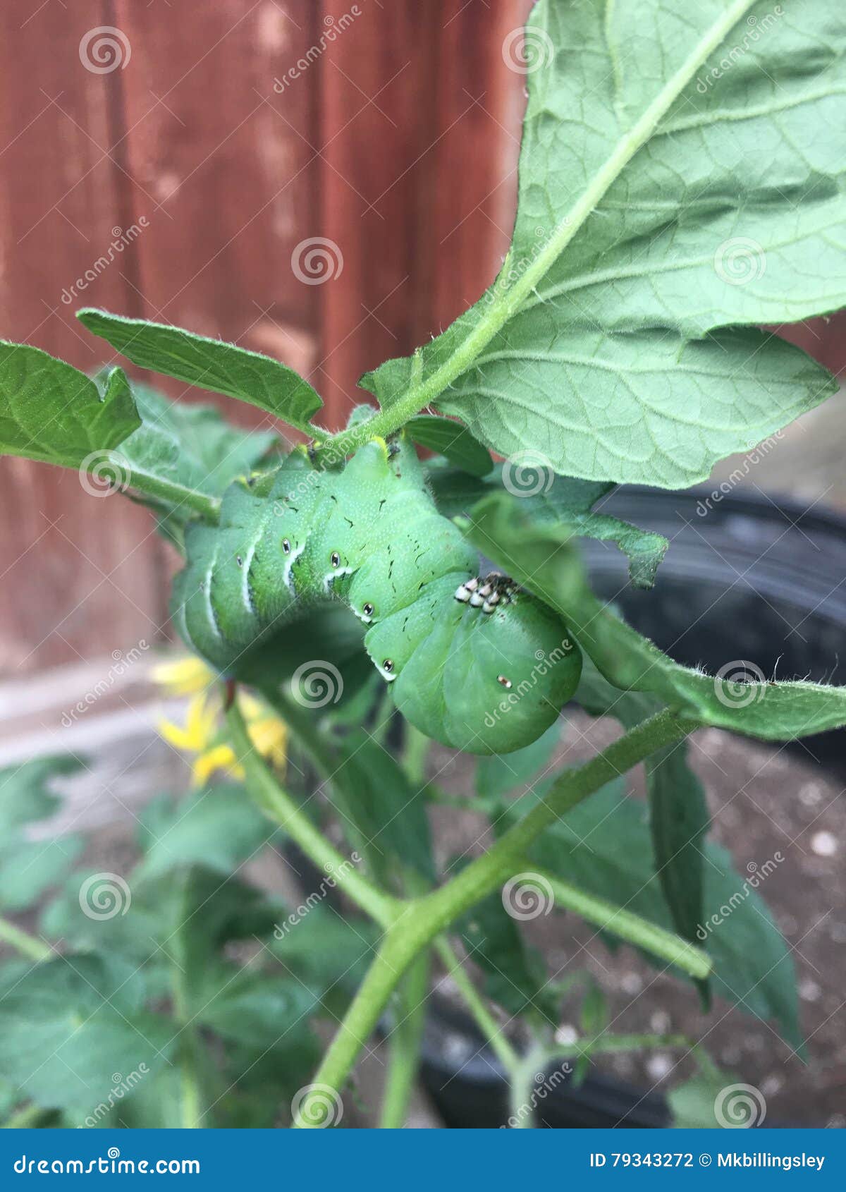 Hornworm on a Tomato Plant stock photo. Image of fence 79343272