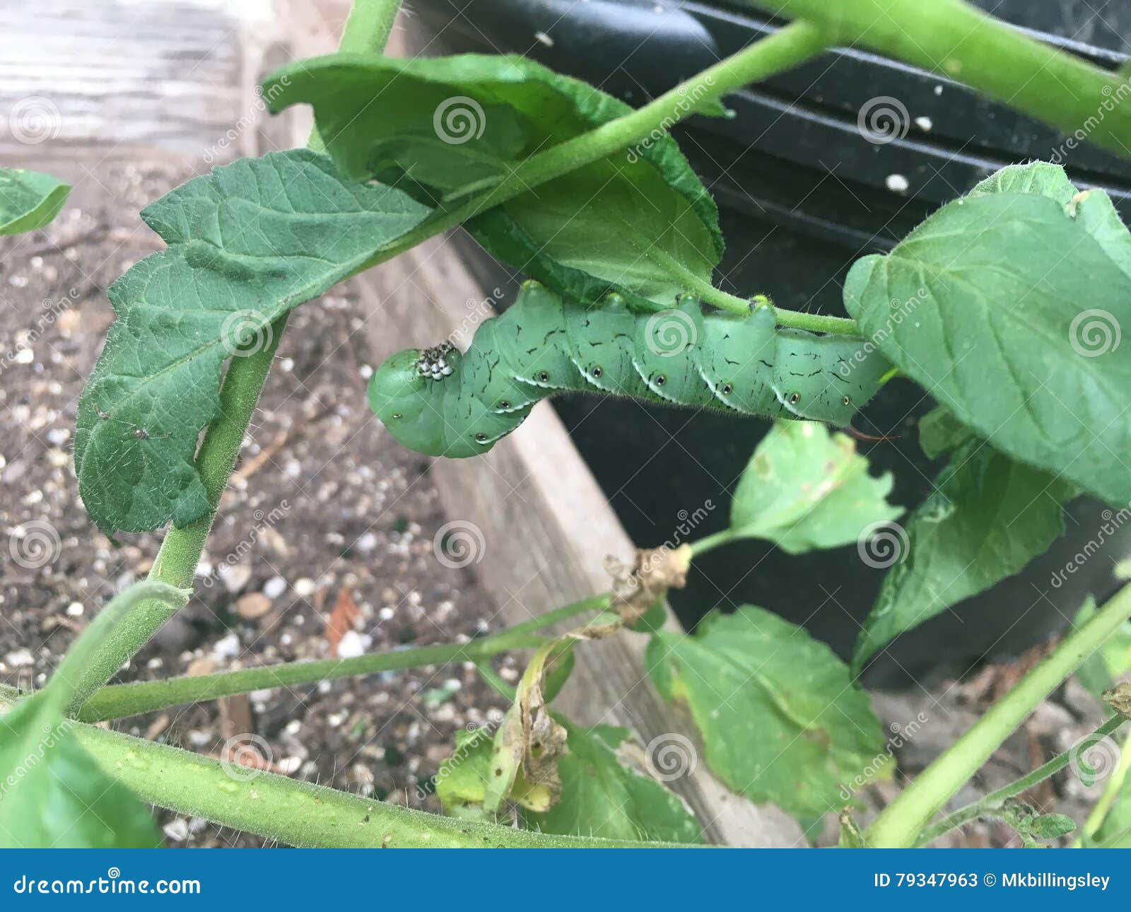 Hornworm on a Tomato Plant stock image. Image of tomato 79347963