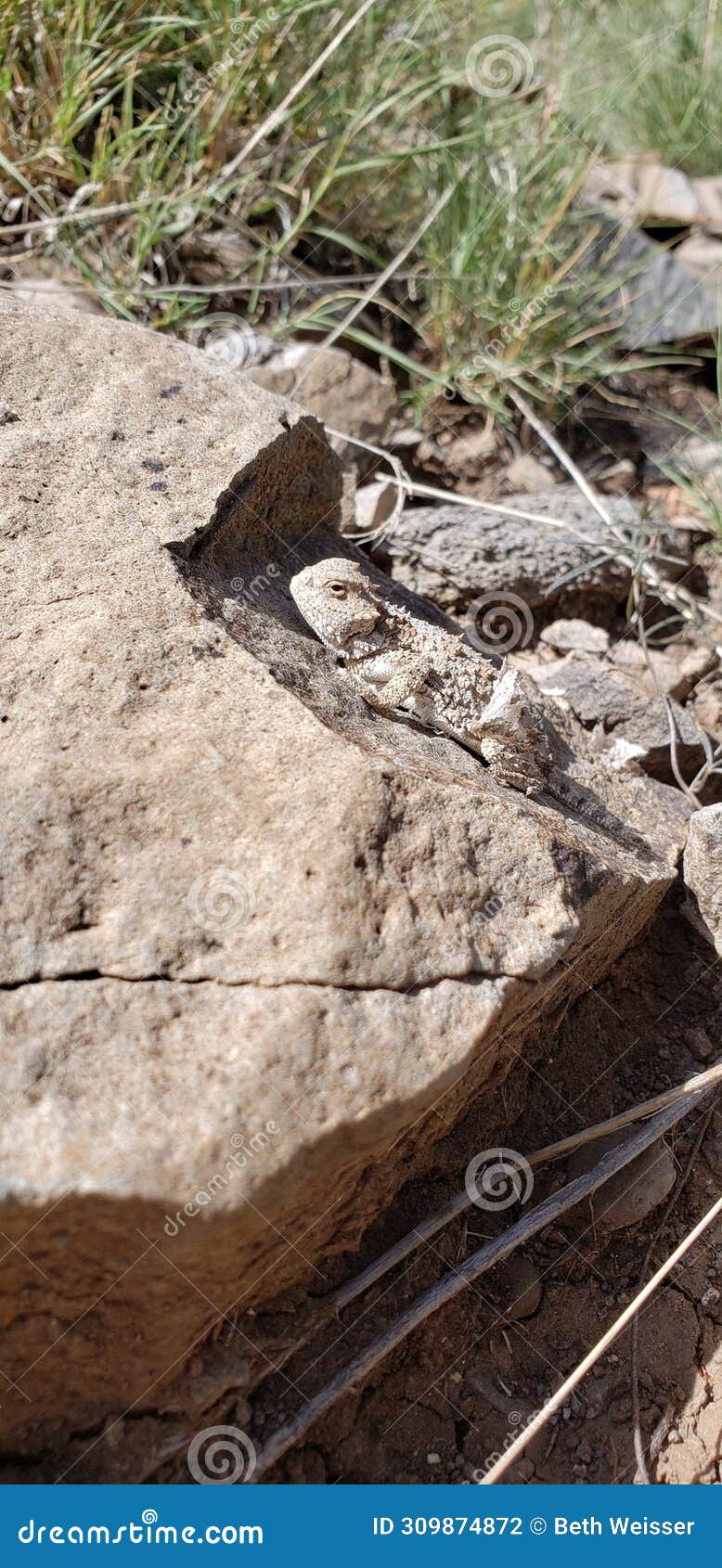 horny toad sunbathing in arizona mountain forest