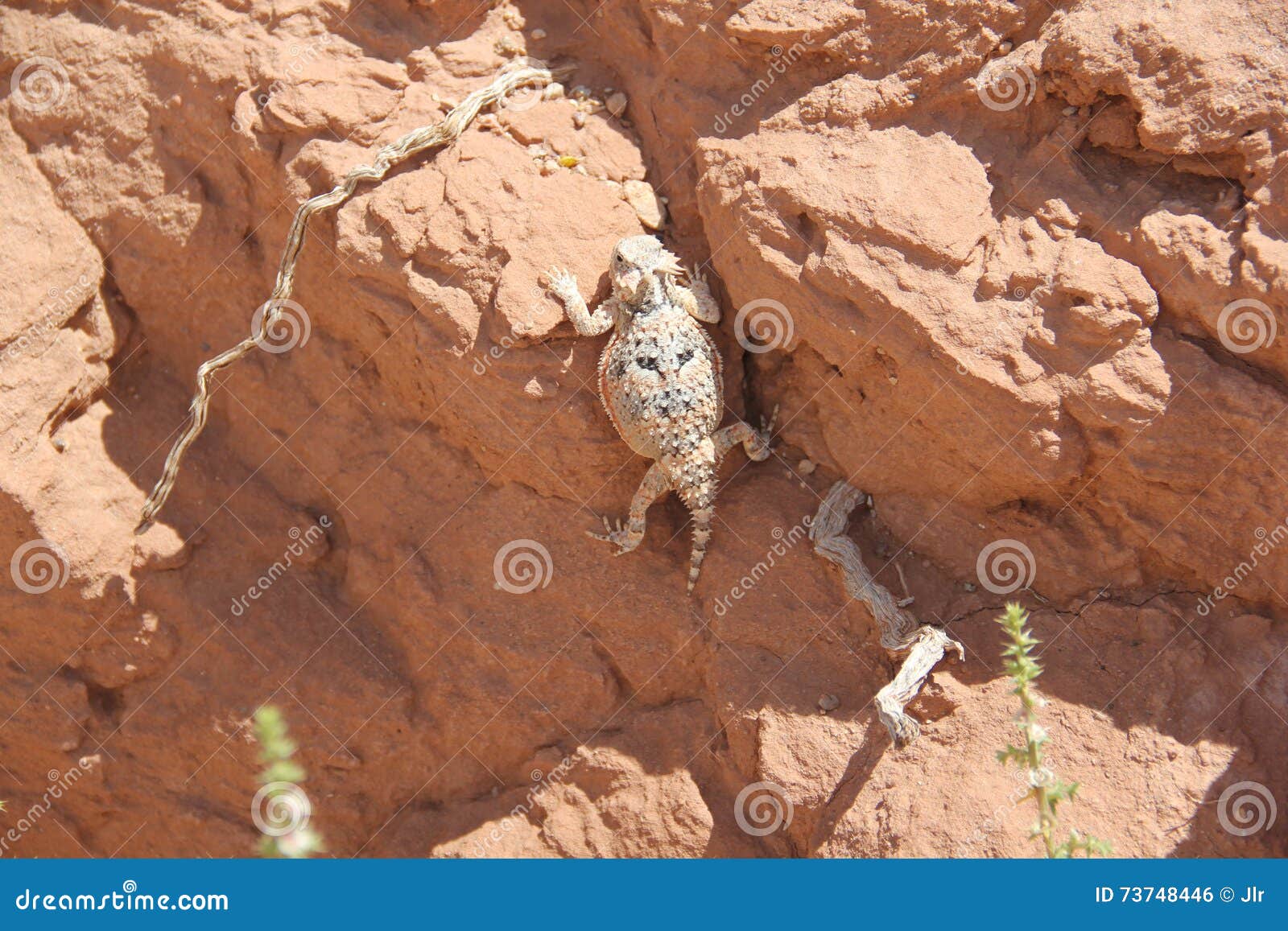 hornytoad just hanging out