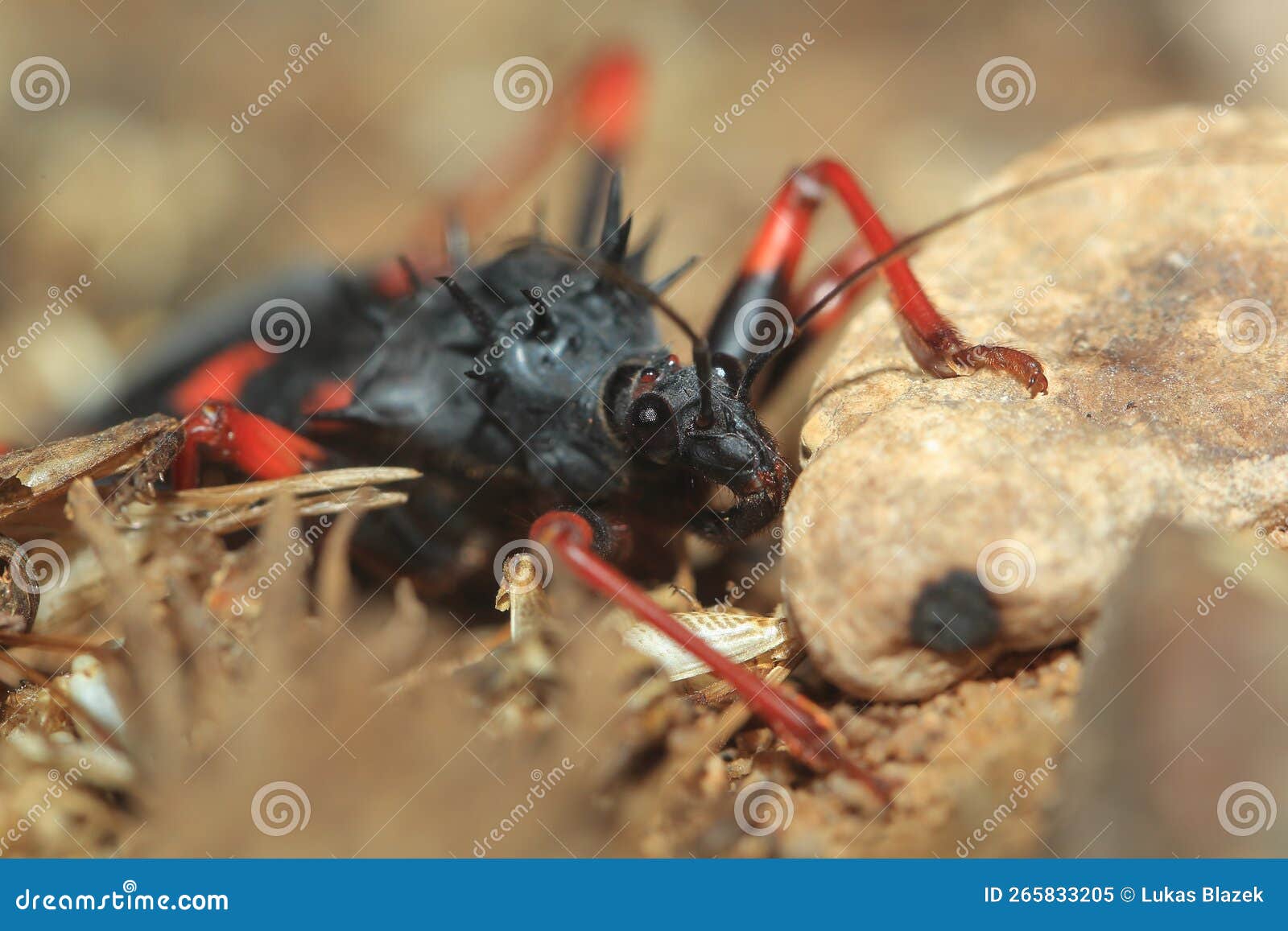 Horrid king assassin bug stock image. Image of king 265833205