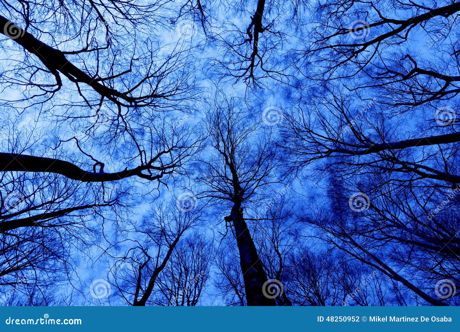 Horror forest at night stock photo. Image of angle, branch - 48250952