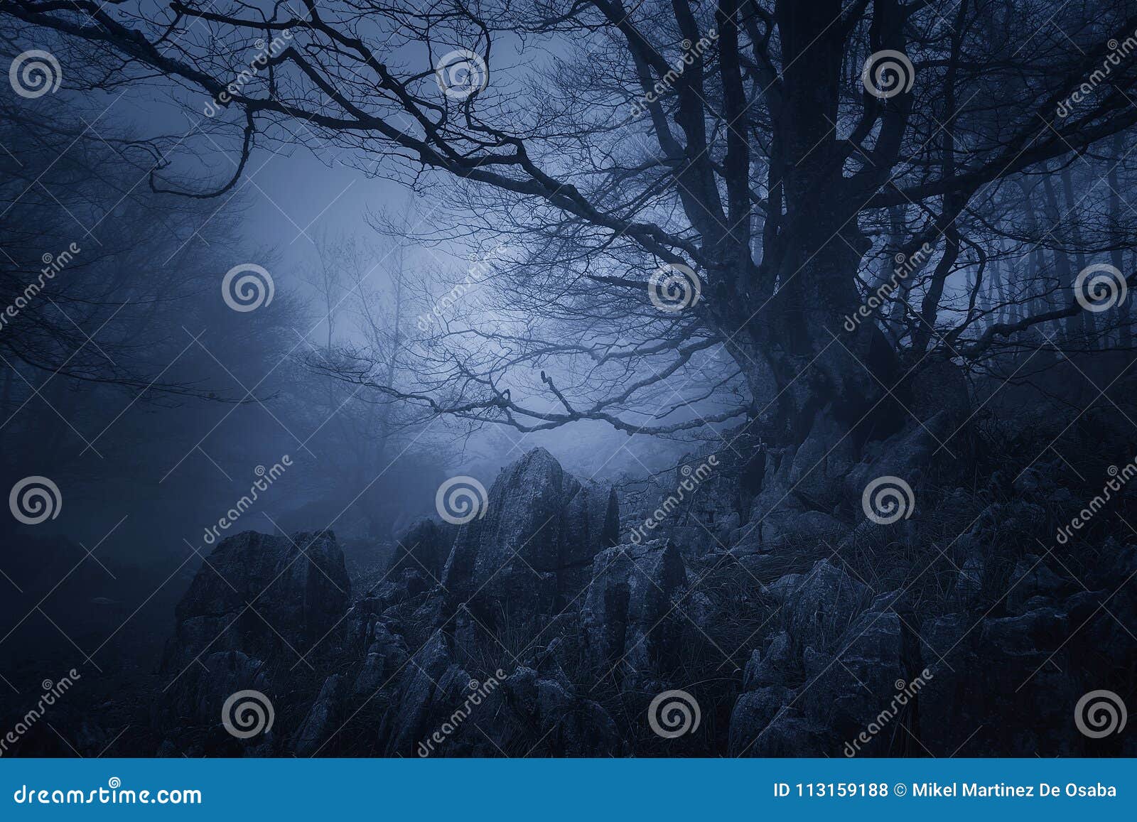 horror landscape of dark forest with scary tree