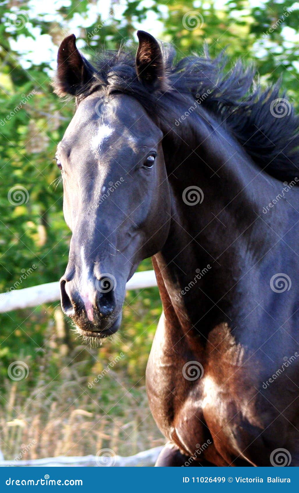 Horse stock image. Image of herbivore, neck, thoroughbred 11026499