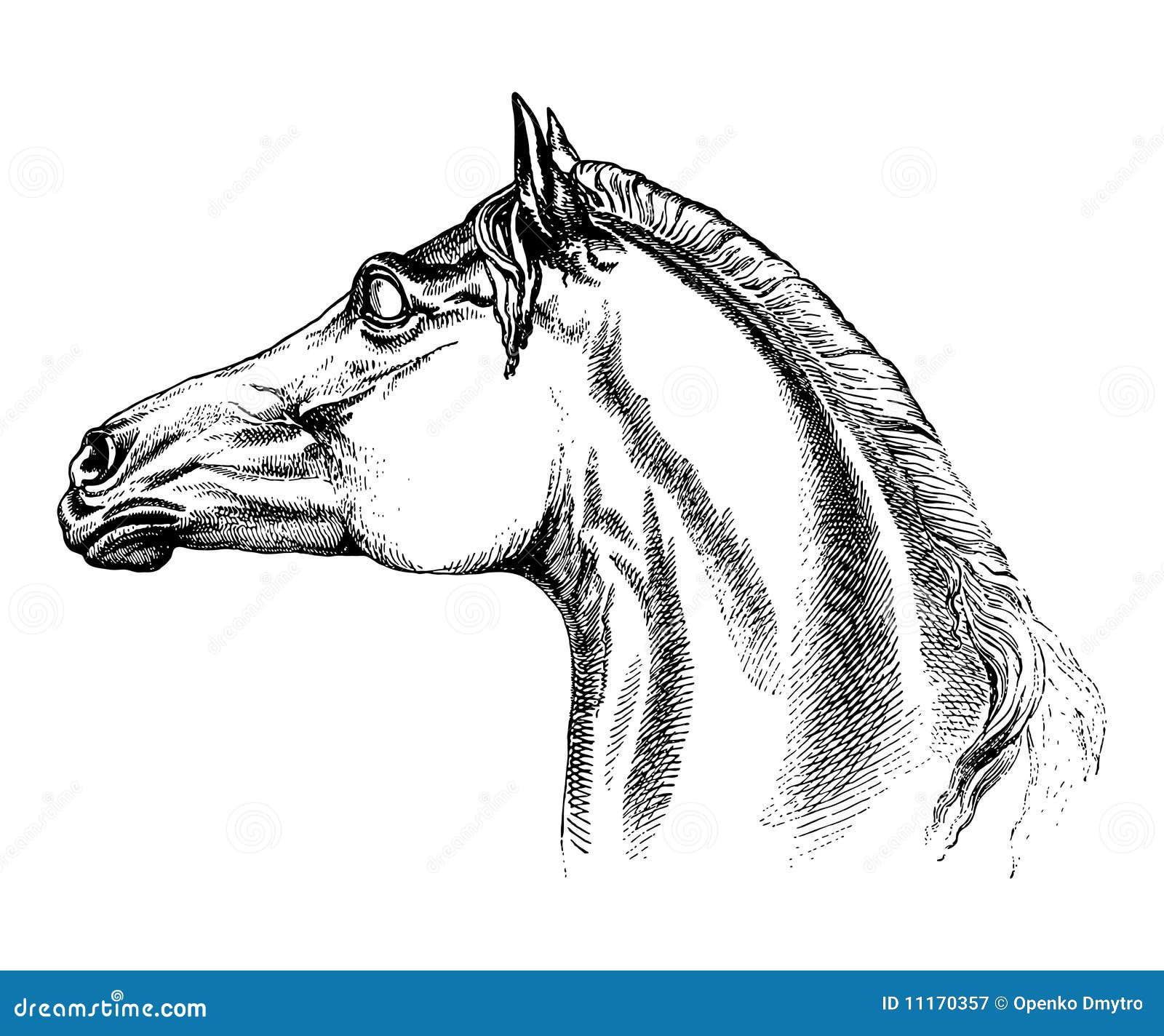 Horse stock vector. Illustration of speed, horseback 11170357