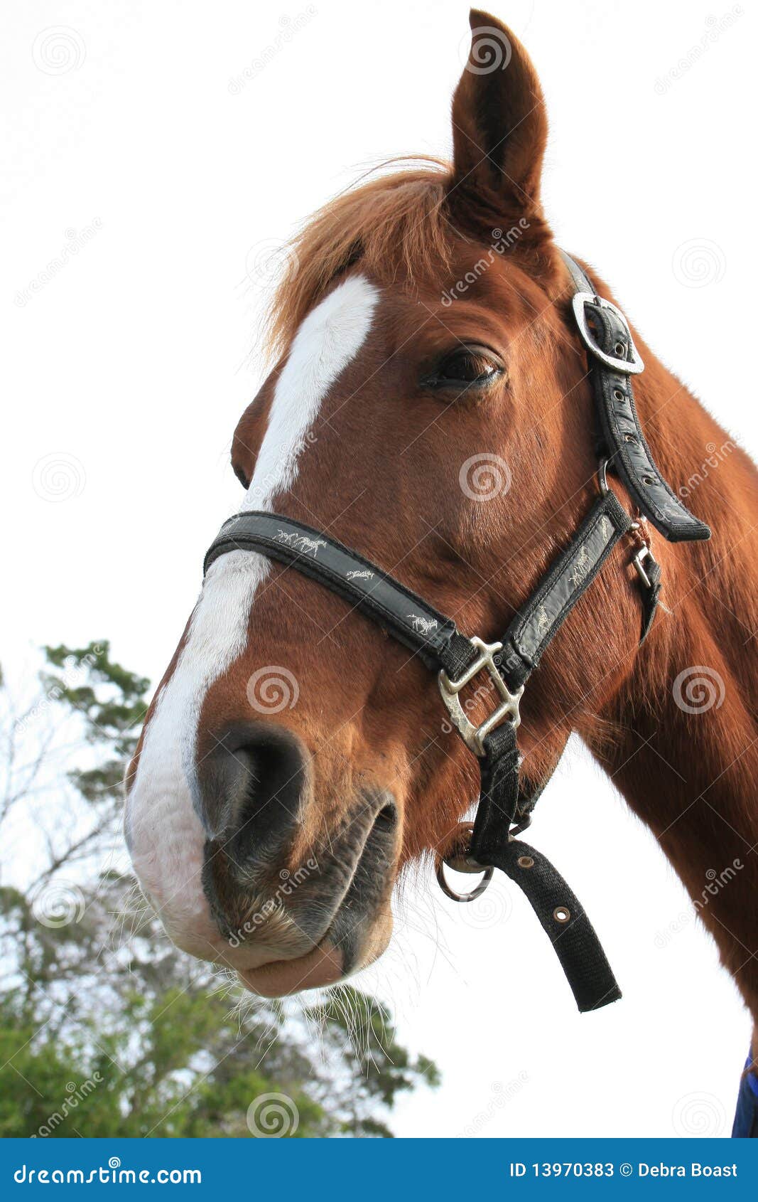Horse stock image. Image of cute, herbivorous, herbivores 13970383