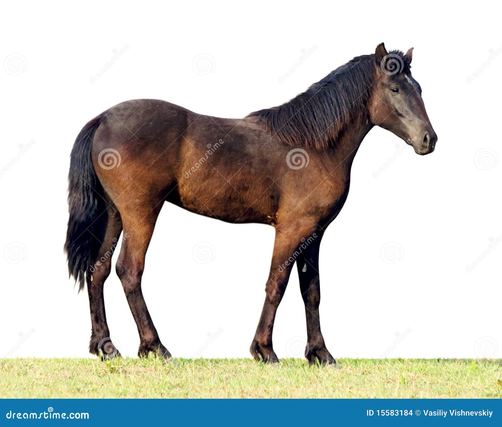813 Horse Face Profile View Stock Photos - Free & Royalty-Free Stock Photos  from Dreamstime