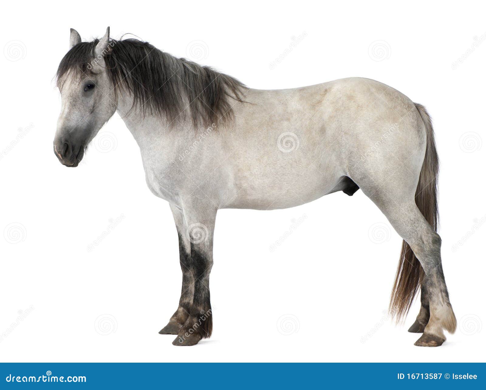 Bay Horse Standing Isolated White Background Stock Photo by ©kwadrat70  206585414