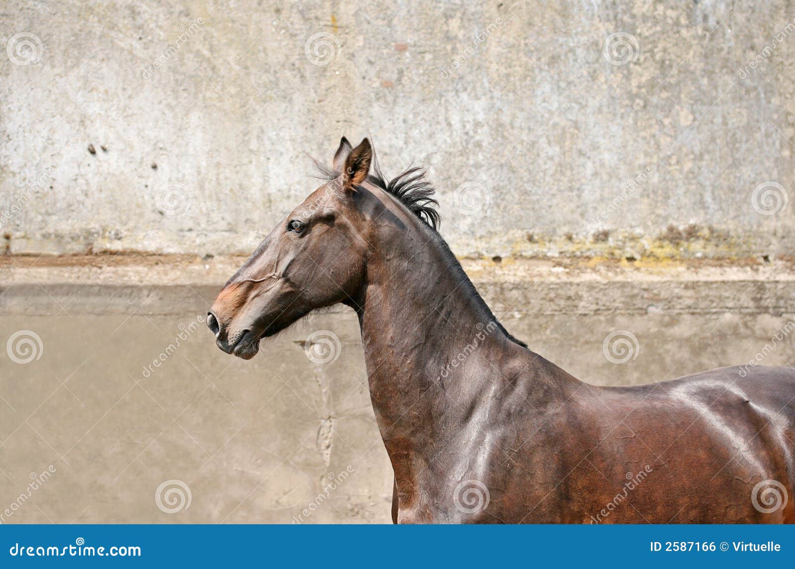 Horse stock photo. Image of pride, horsecare, horsetraining 2587166