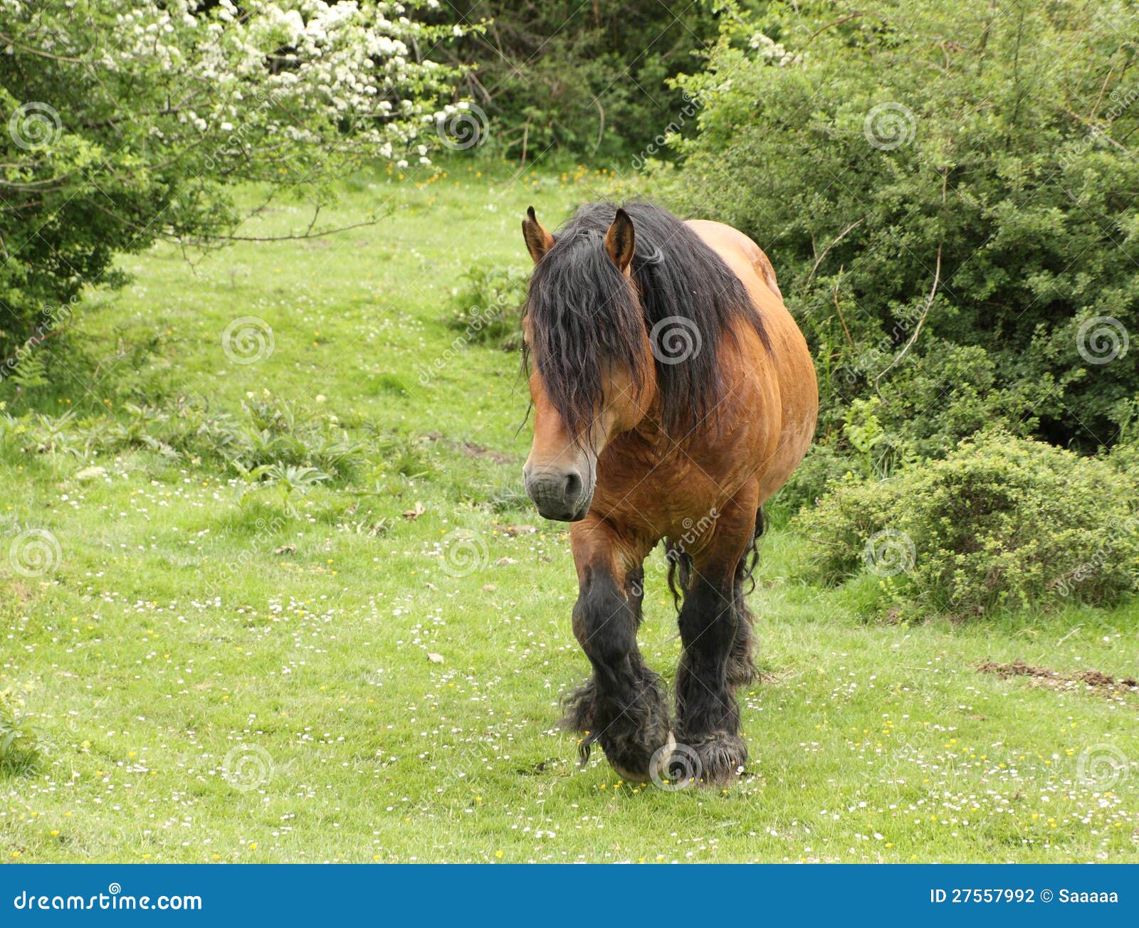 Horse stock photo. Image of race, burguete, hair, snout 27557992