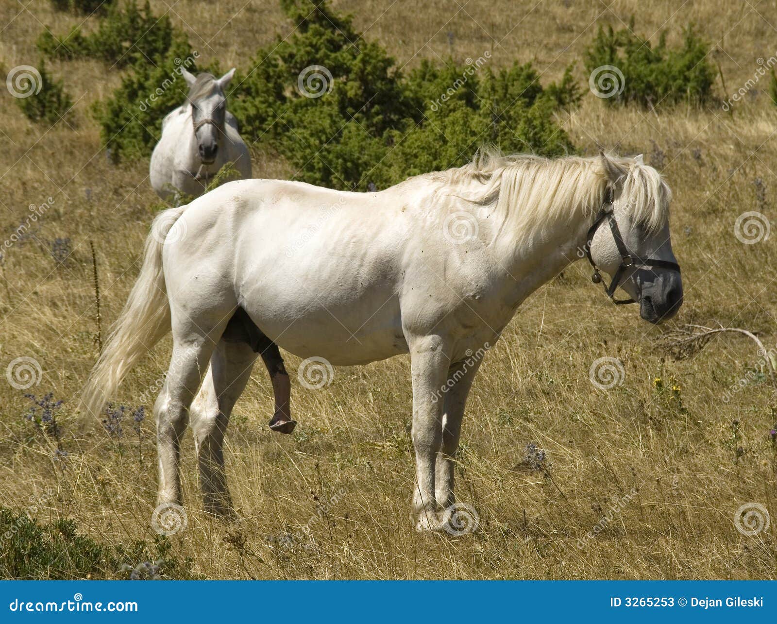 Penis Horse Photos Free & RoyaltyFree Stock Photos from Dreamstime