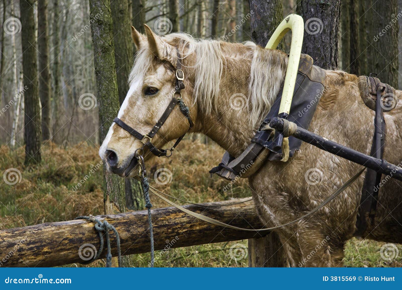 Horse stock image. Image of boom, fall, beam, brown, autumn 3815569
