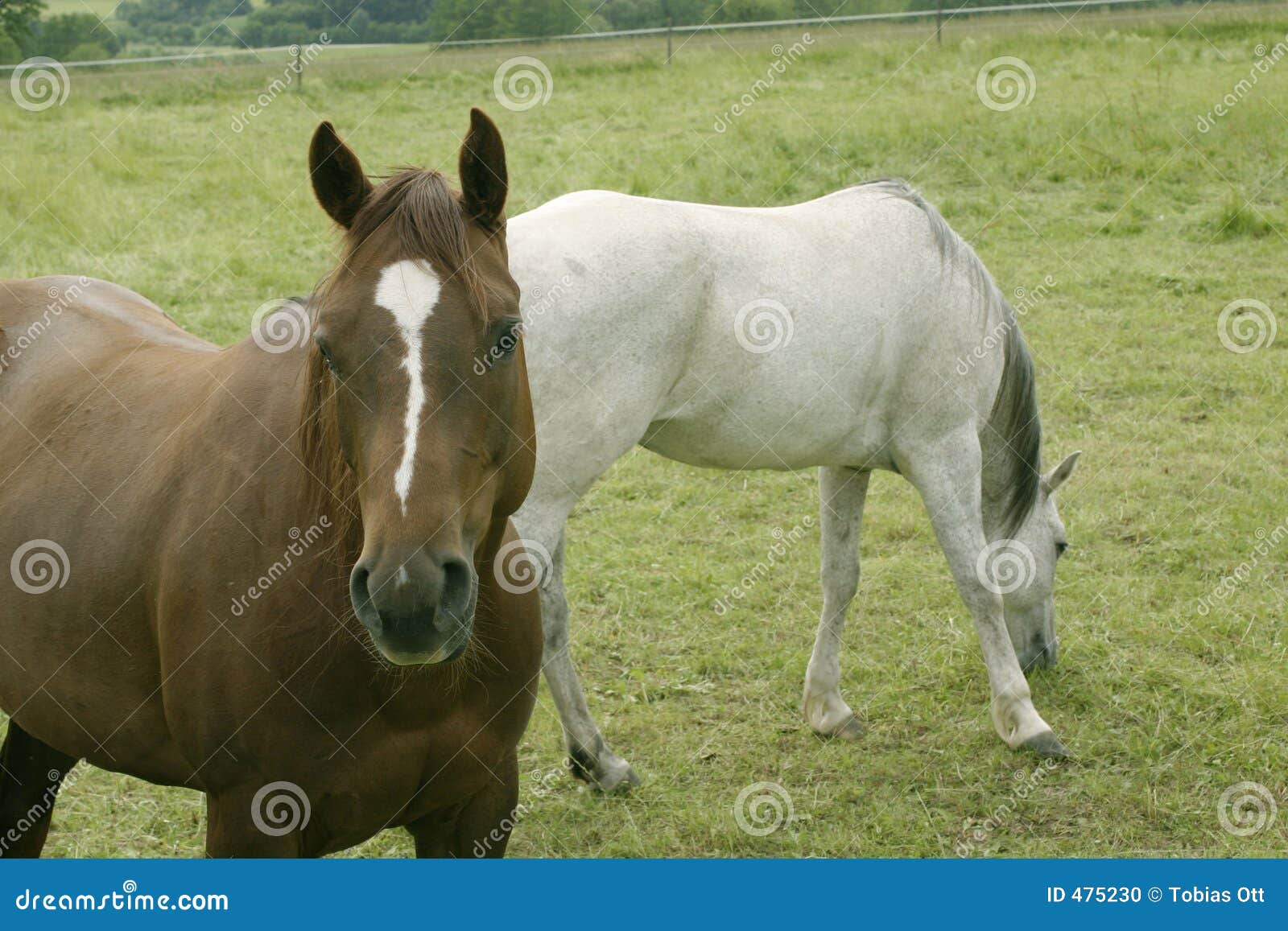 horse