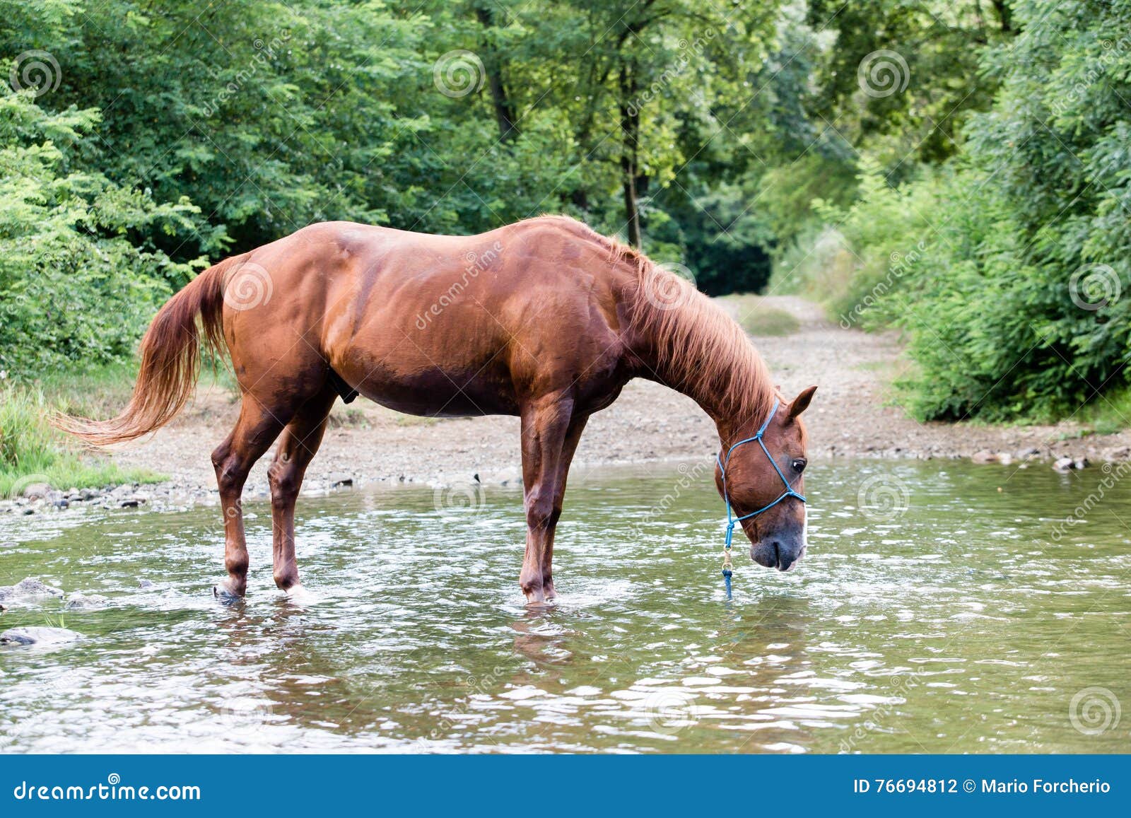 Horse Alone Drinking in a River during the Summer Stock Photo Image