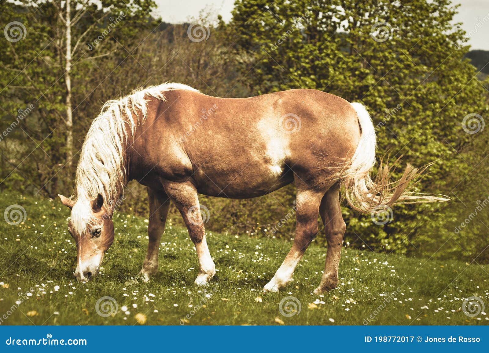 Horse Alone One Brown Gras Pasture Meadow Eating White Stock Image
