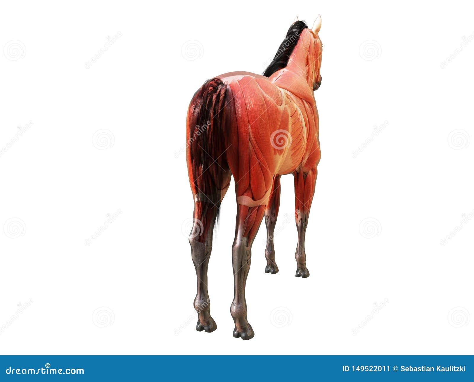 Free Equine Anatomy Chart