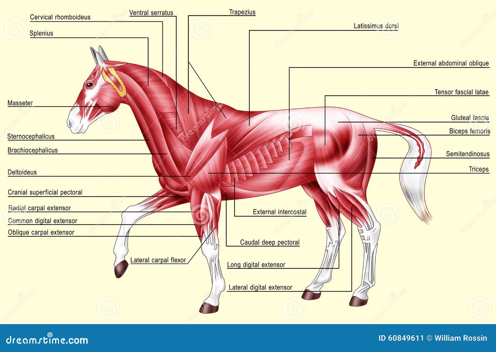 Equine Muscle Anatomy Chart