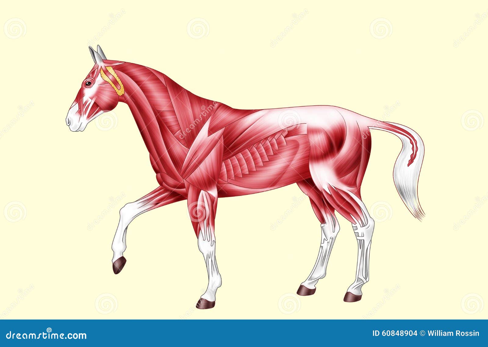 horse anatomy - muscles - no text
