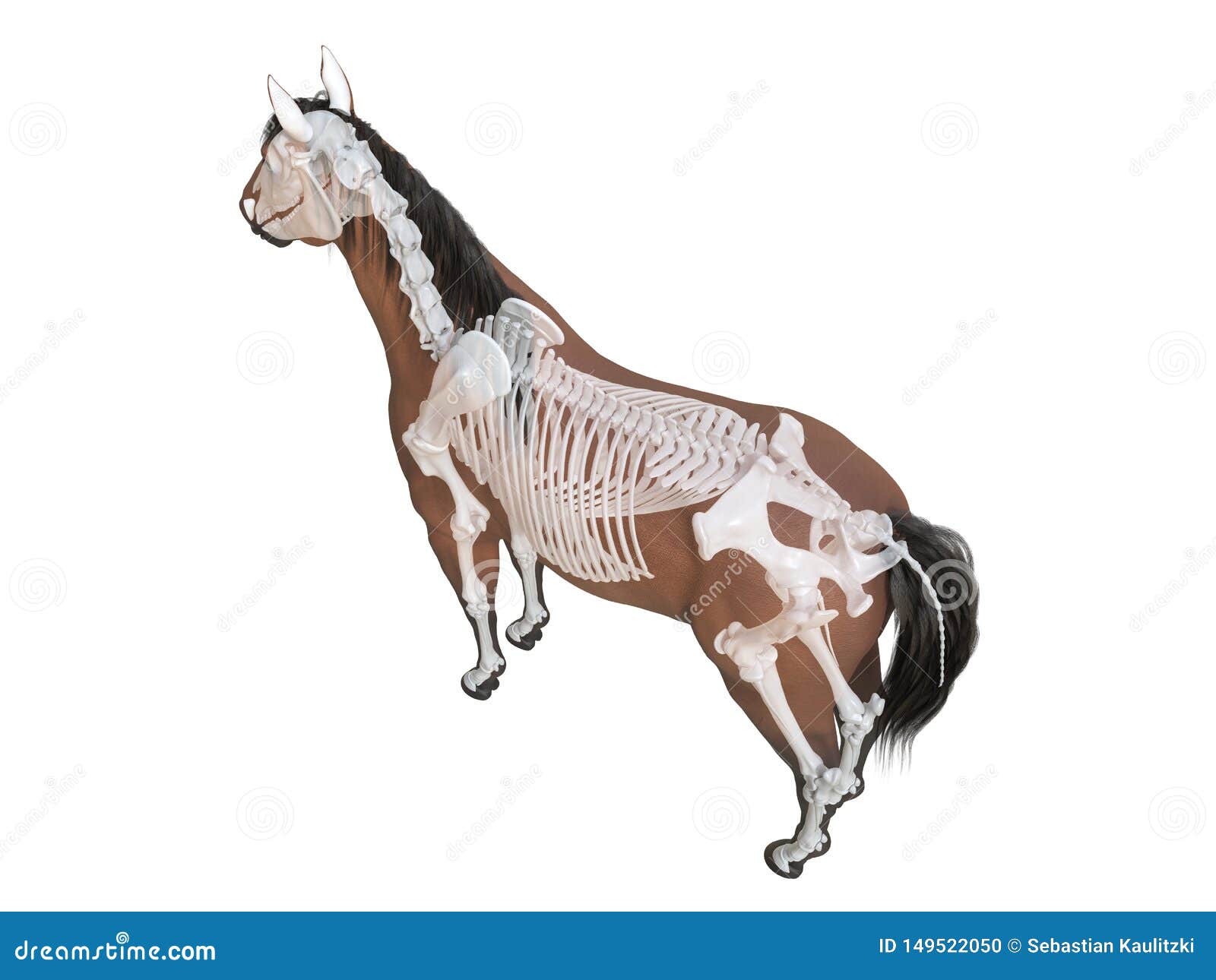 The Horse Anatomy - Skeleton Stock Illustration - Illustration of