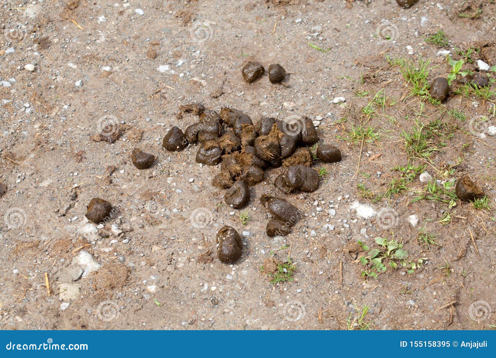 Horse apples on the ground stock image. Image of animal 155158395