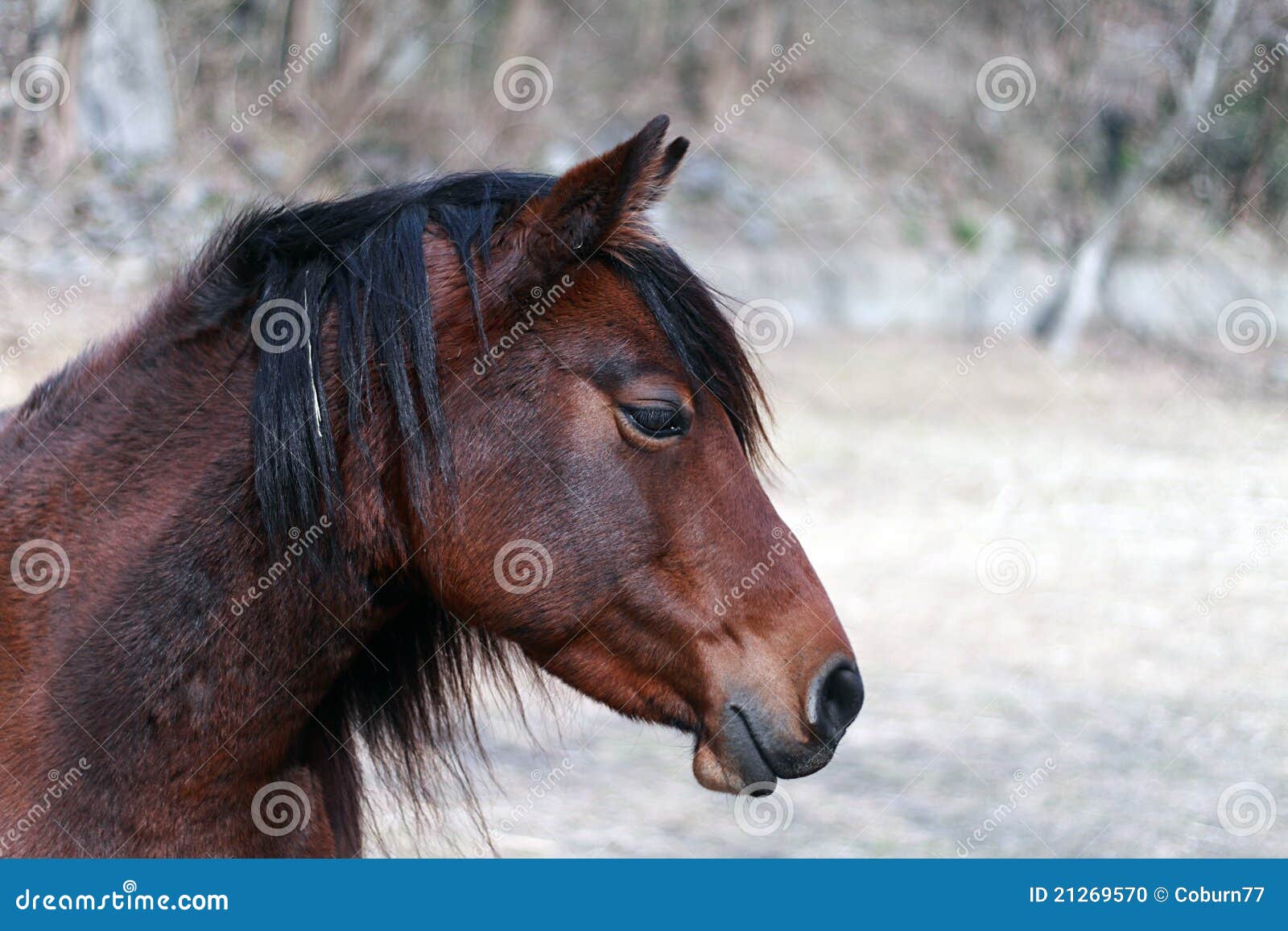 Horse attitude stock photo. Image of horse, nature, farm 21269570