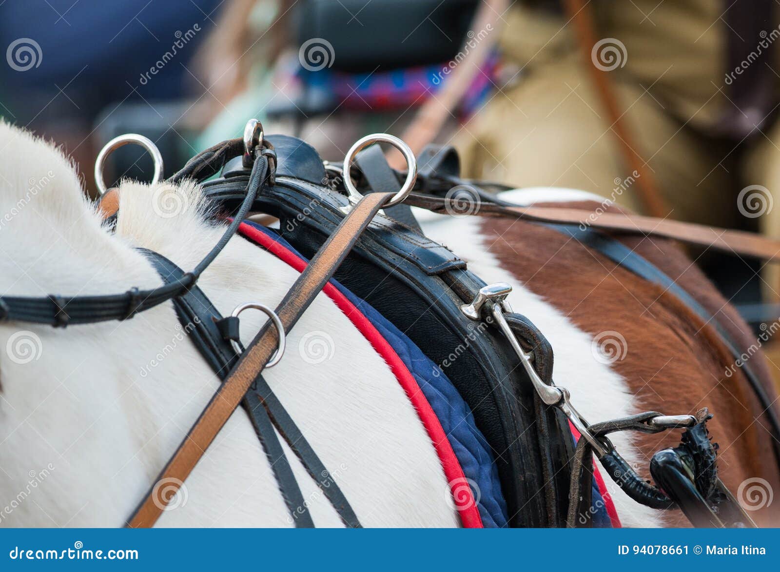 Horse Back with Reins in Carriage Stock Image Image of animal