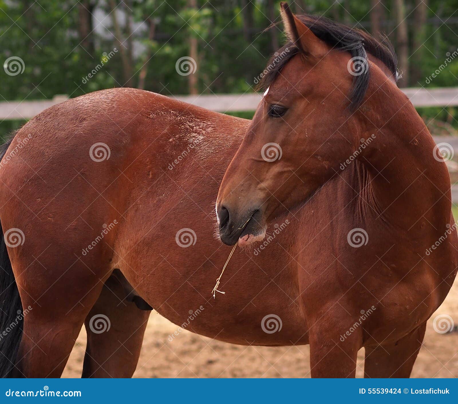 Horse in Barnyard stock photo. Image of animal, eating 55539424