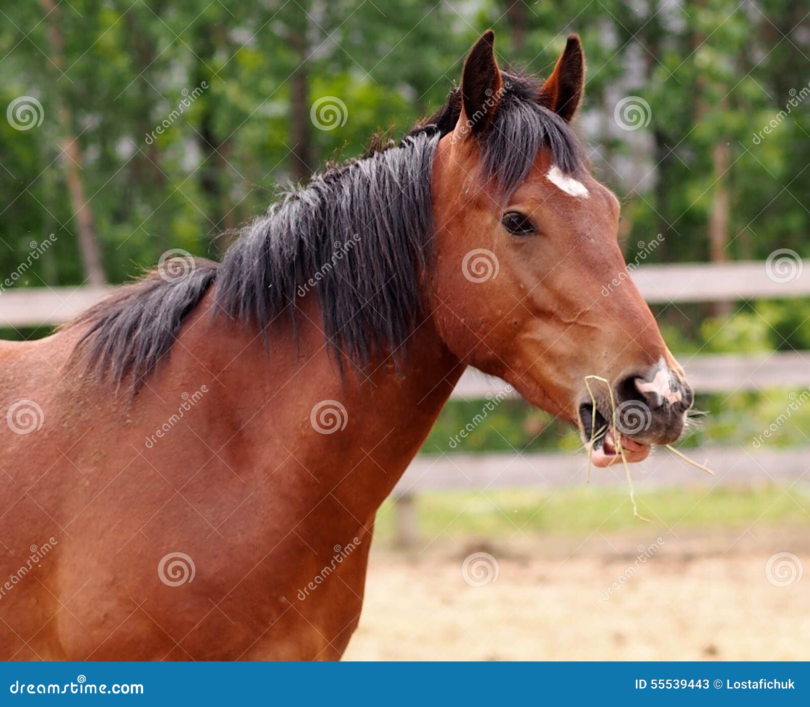 Horse in Barnyard stock image. Image of animal, mammal 55539443