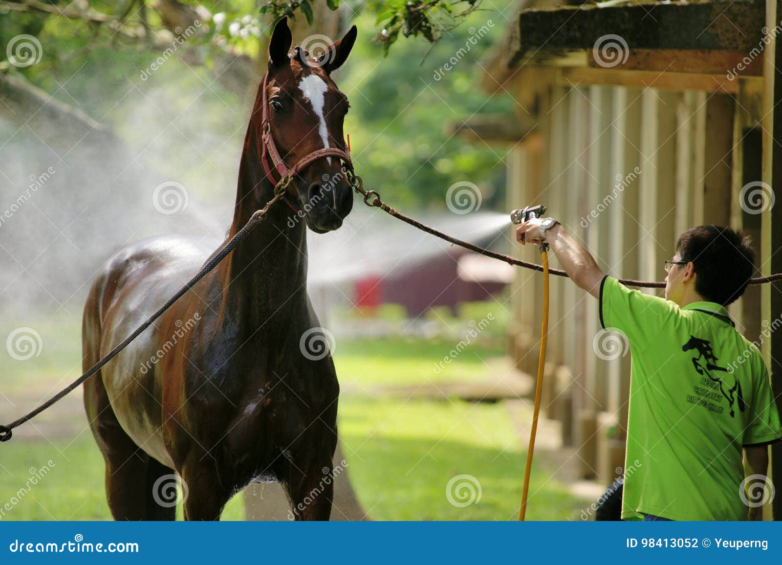Horse bathing. editorial photography. Image of water 98413052