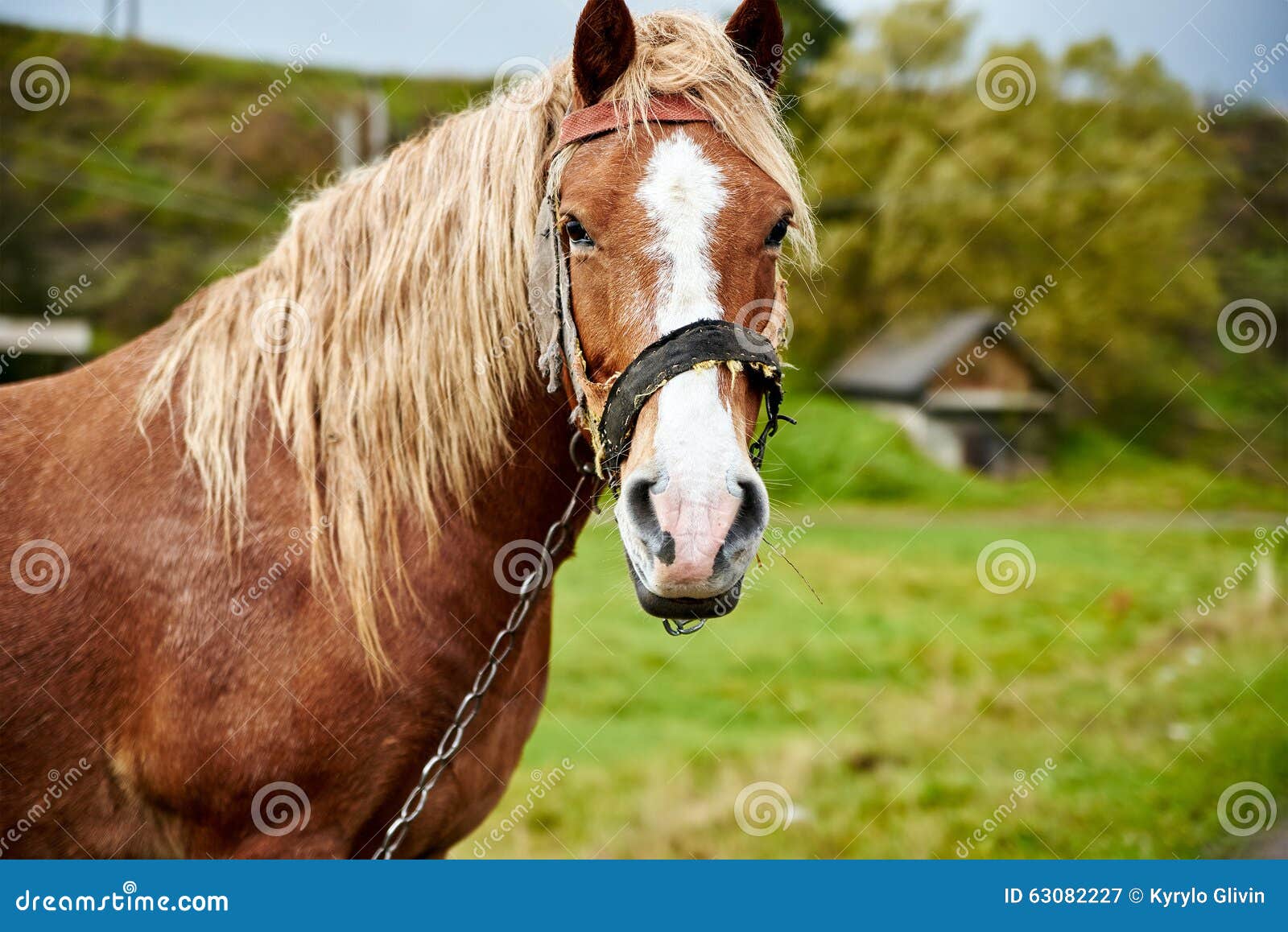 Horse with beautiful mane stock image. Image of mane 63082227