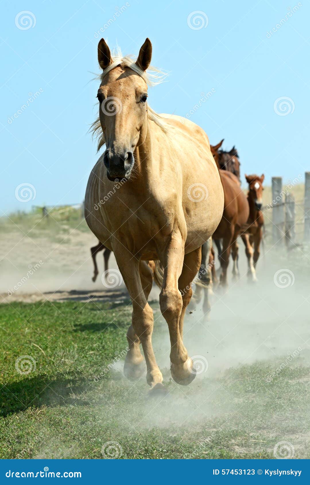 Horse stock image. Image of beautiful, runs, ungulates 57453123