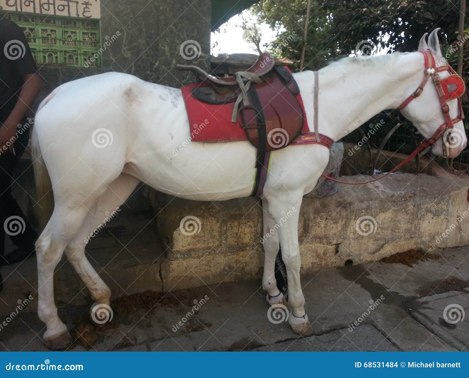 Horse stock photo. Image of horse, mumbai, streets, white 68531484