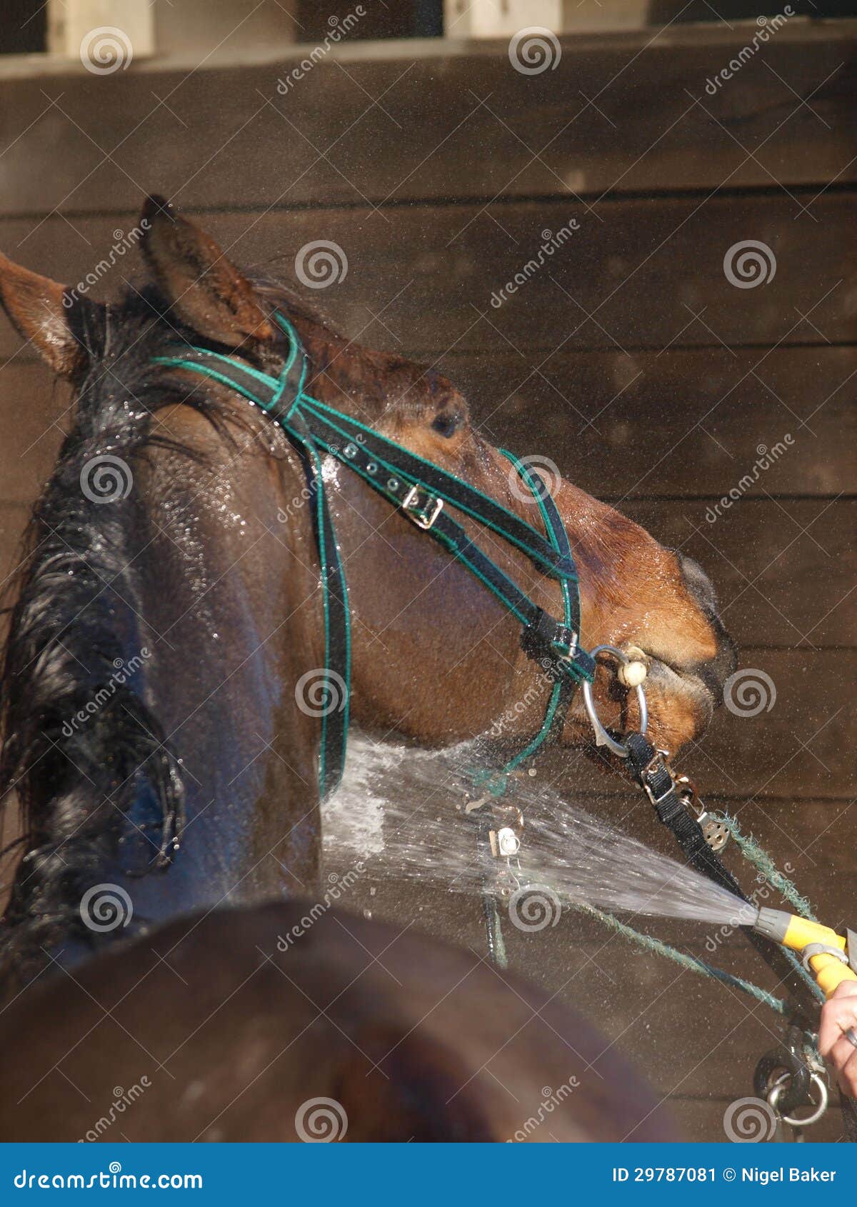 Hosing Down a Horse stock image. Image of wash, spray 29787081