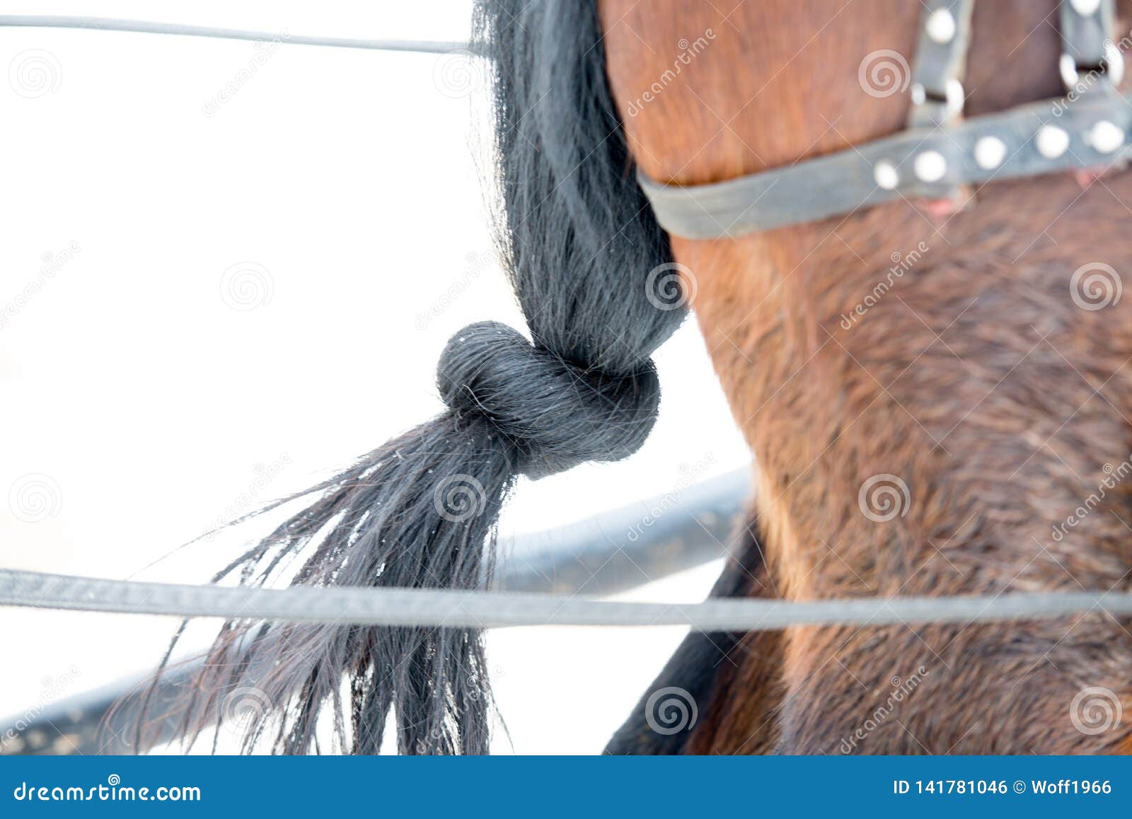 Horse black tail knotted stock photo. Image of mammal 141781046