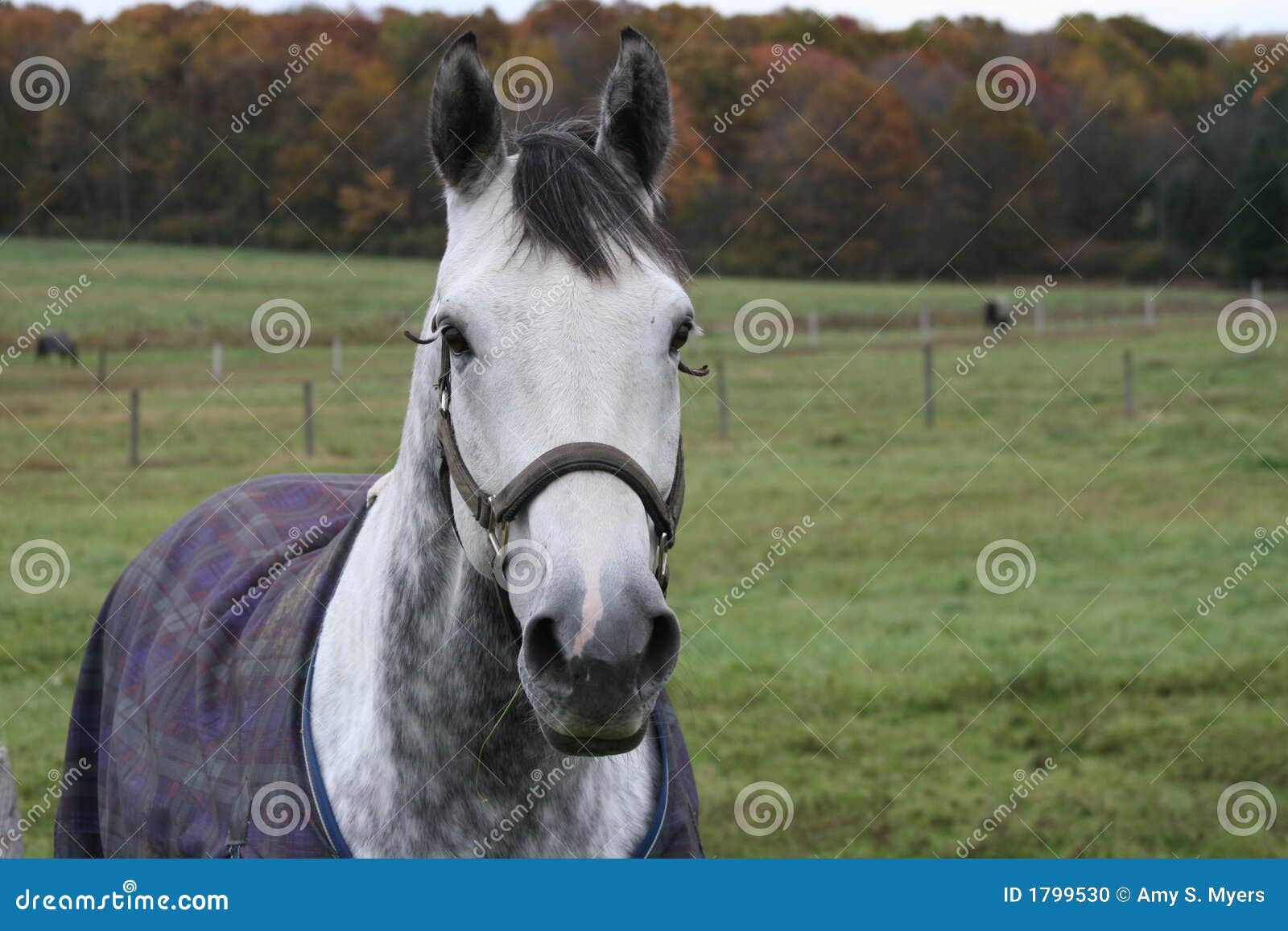Horse with Blanket stock photo. Image of outdoors, activity 1799530