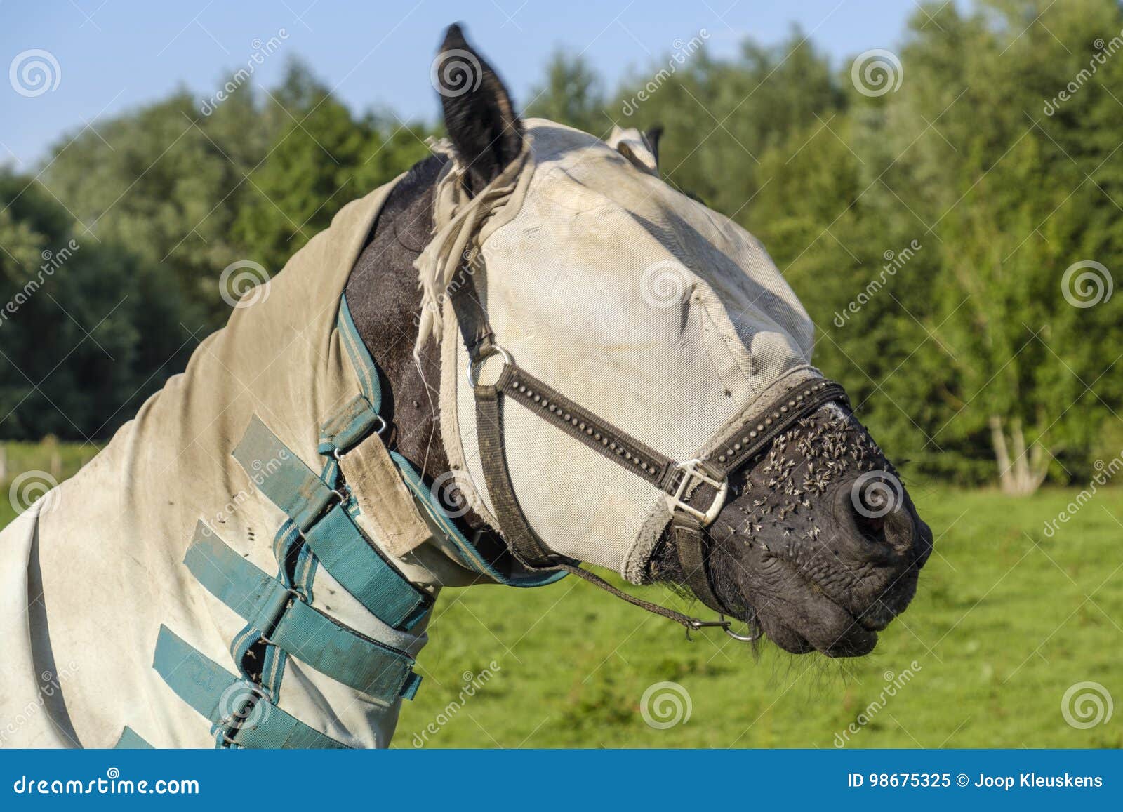 horse-blanket-mask-against-flies-fly-sheet-protection-insects-98675325.jpg