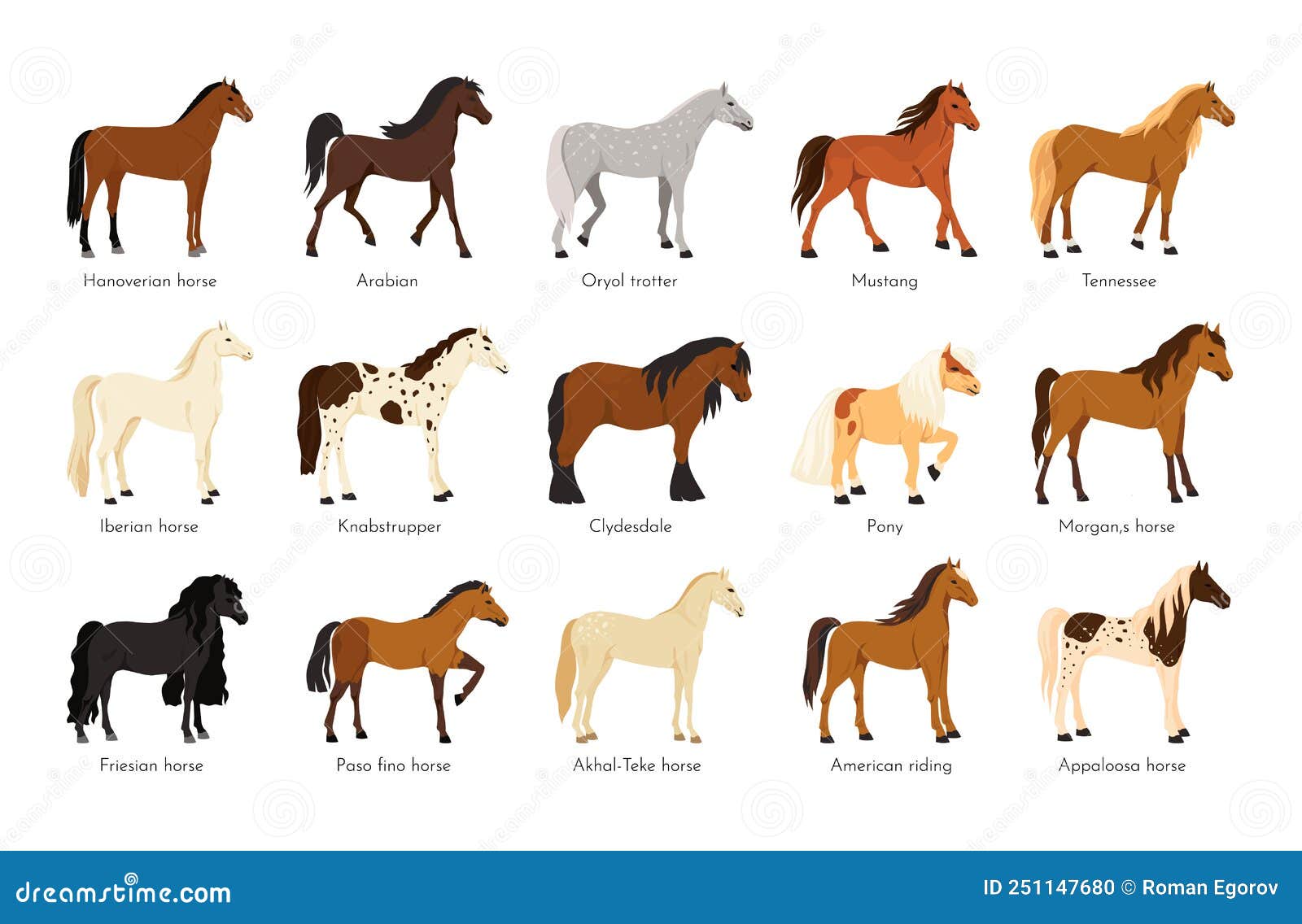 Horse Breed. American Appaloosa Animals. Arabian or English Sport Mane ...