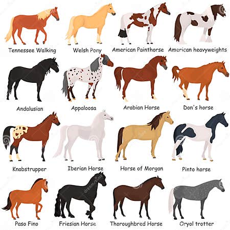 Horse Breeds Color Flat Icons Set Stock Illustration - Illustration of ...
