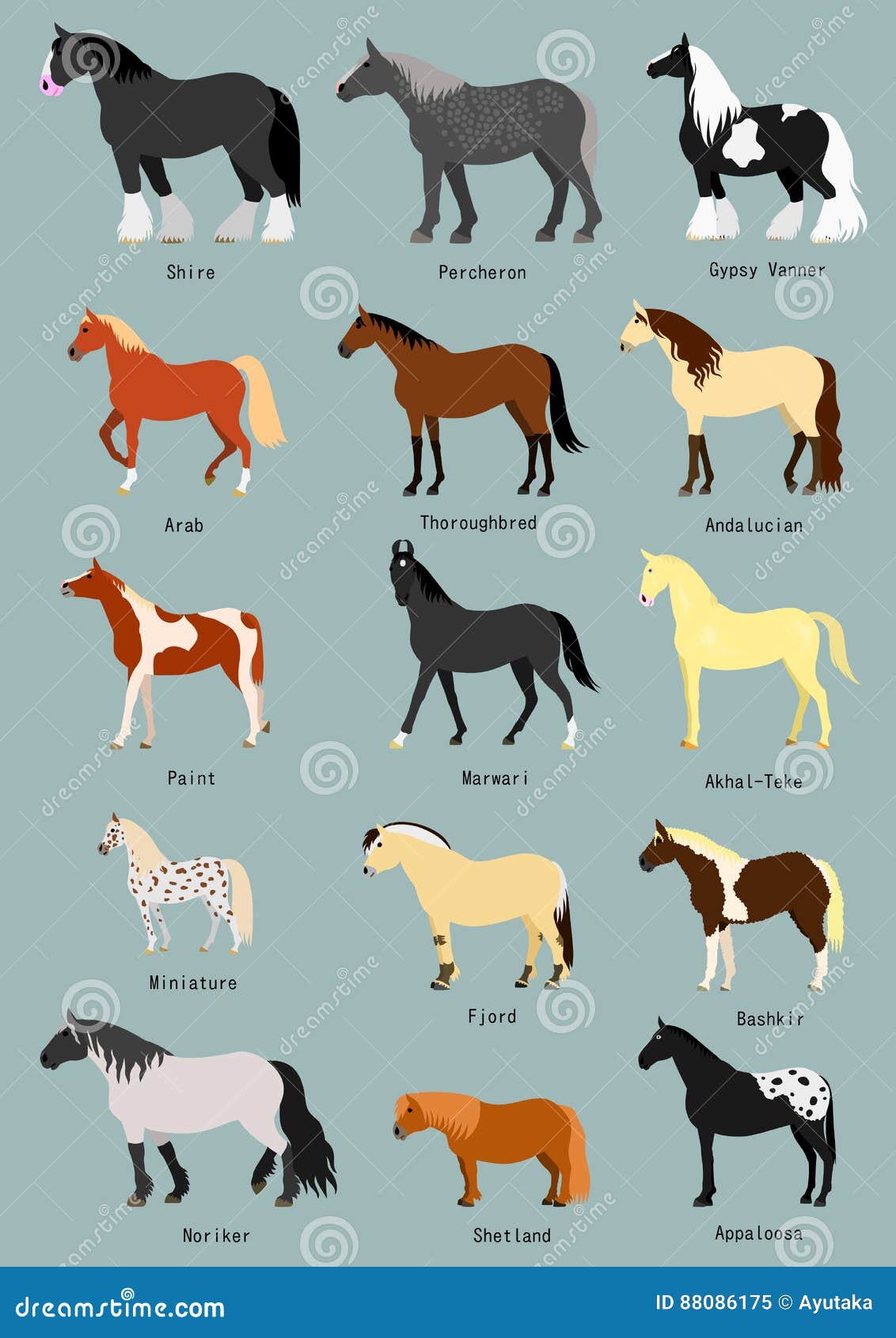 Appaloosa Patterns  Horses, Horse breeds, Horse color chart