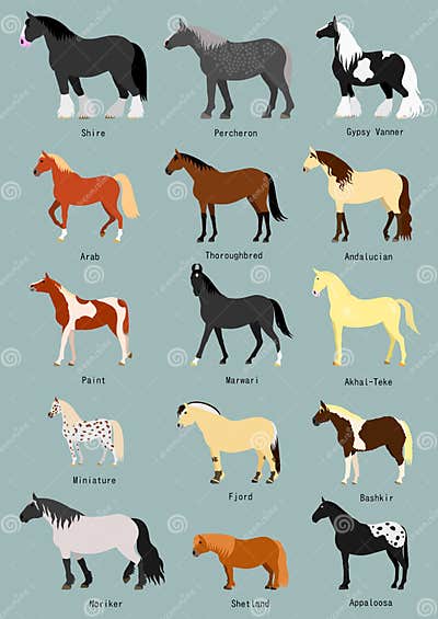 Horse breeds set stock vector. Illustration of arabina - 88086175