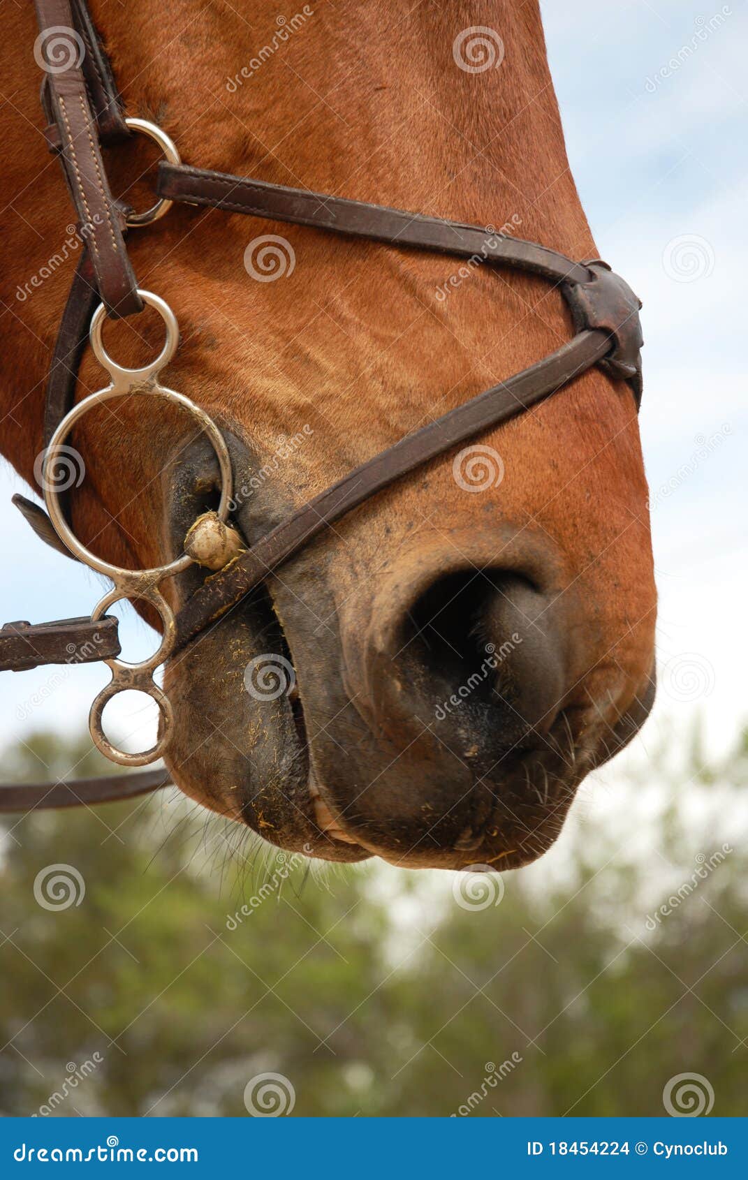 Horse Bridle, Snaffle. Horse Mouth. Equestrian Sport In Details Royalty