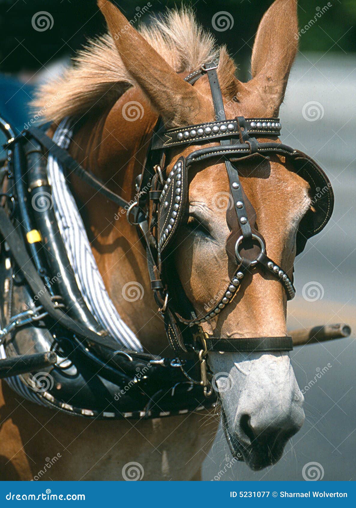 Horse with Bridle stock image. Image of travel, mane, animal 5231077